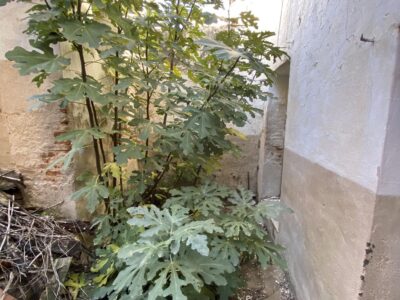 Casa tradicional de pueblo con muchas estancias y patio, a tan solo 15 min de Cáceres. 220 metros cuadrados