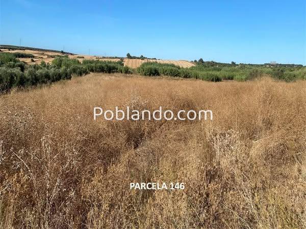 Se vende finca en la Mezquita (Gibraleón, Huelva)