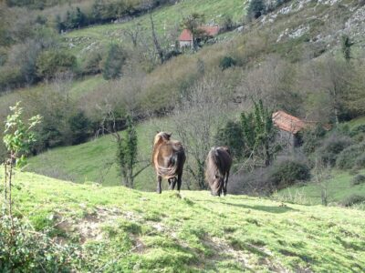 Terreno edificable en Bimenes, Asturias