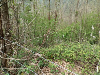 Dos fincas rústicas en venta en Asturias.