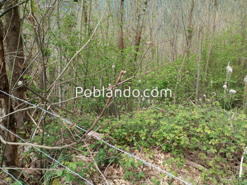 Dos fincas rústicas en venta en Asturias.