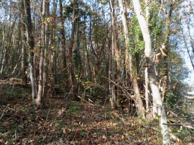 Dos fincas rústicas en venta en Asturias.