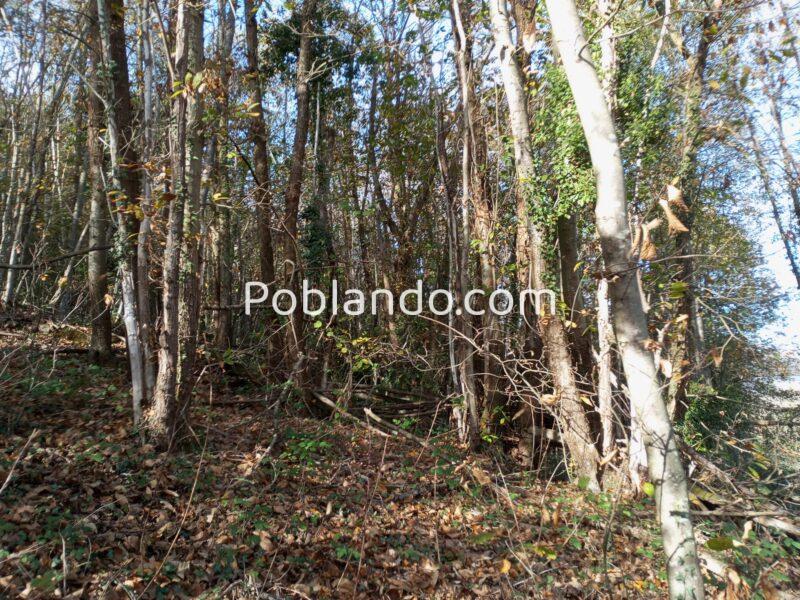 Dos fincas rústicas en venta en Asturias.