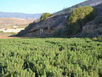 ¡¡¡ Oportunidad única en el sur de Tenerife, Finca Rústica en Explotación !!!