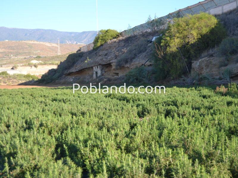 ¡¡¡ Oportunidad única en el sur de Tenerife, Finca Rústica en Explotación !!!