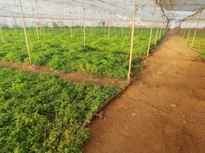 ¡¡¡ Oportunidad única en el sur de Tenerife, Finca Rústica en Explotación !!!