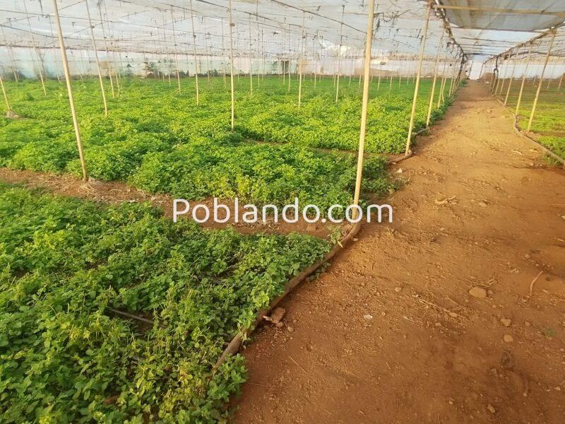 ¡¡¡ Oportunidad única en el sur de Tenerife, Finca Rústica en Explotación !!!