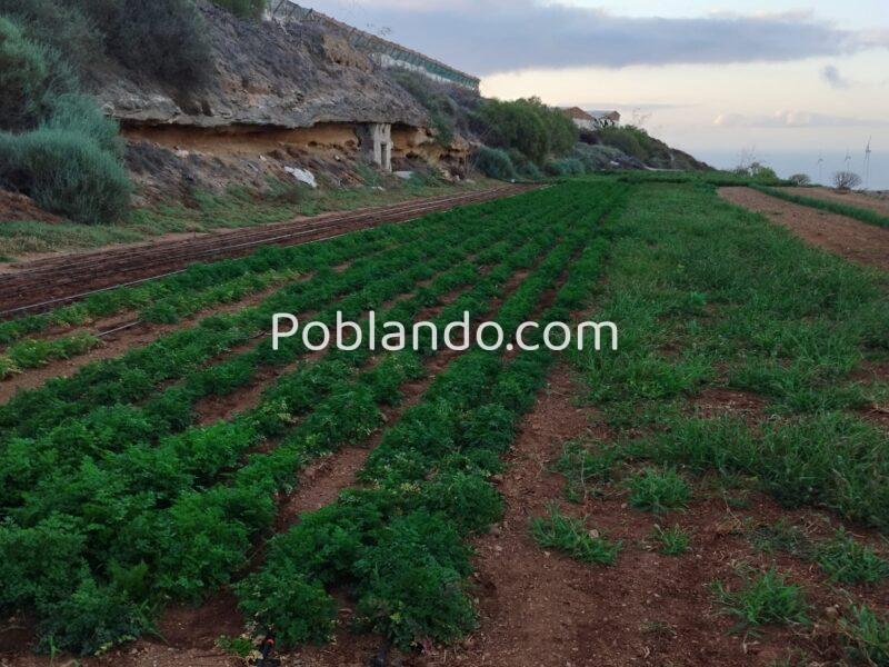 ¡¡¡ Oportunidad única en el sur de Tenerife, Finca Rústica en Explotación !!!