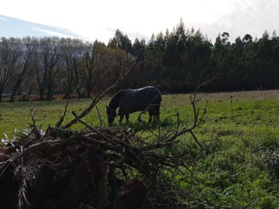 Un Terreno con finca en ruinas