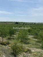 Finca turismo rural en Mequinenza, con dos casas