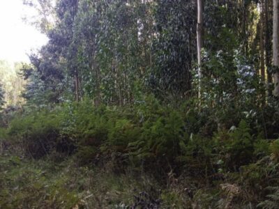 FINCA DE PINAR MADERABLE EN A PEDRA DO HOME