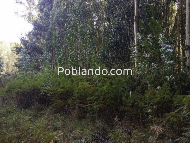 FINCA DE PINAR MADERABLE EN A PEDRA DO HOME