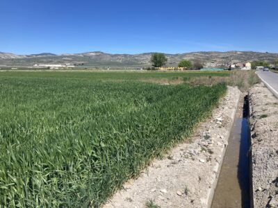 Finca agrícola de regadío en la vega de Granada