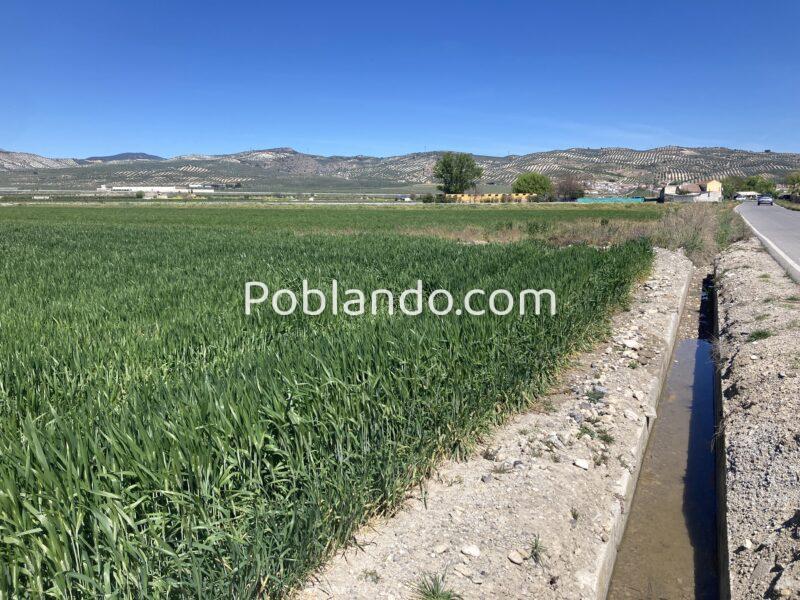 Finca agrícola de regadío en la vega de Granada