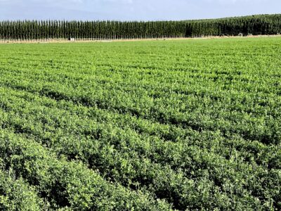 Finca agrícola de regadío en la vega de Granada