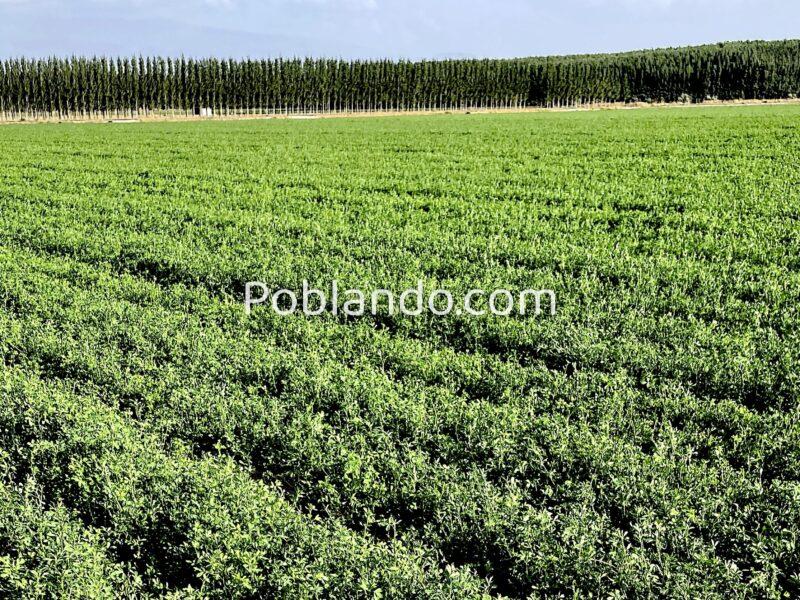 Finca agrícola de regadío en la vega de Granada