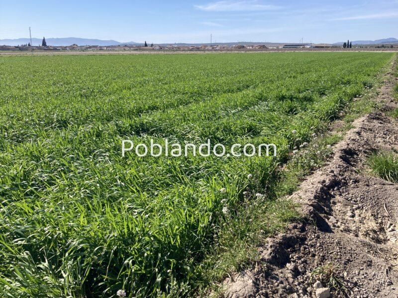Finca agrícola de regadío en la vega de Granada