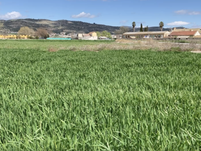 Finca agrícola de regadío en la vega de Granada