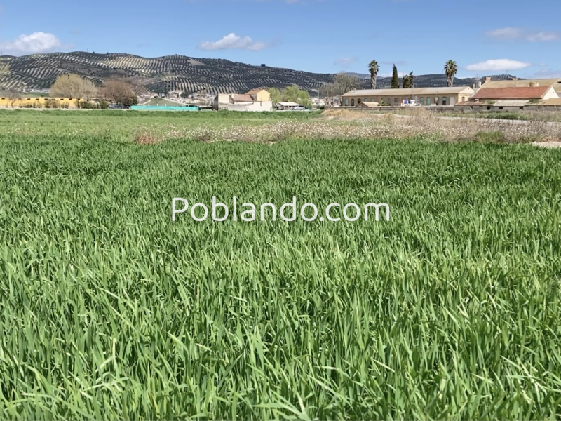 Finca agrícola de regadío en la vega de Granada