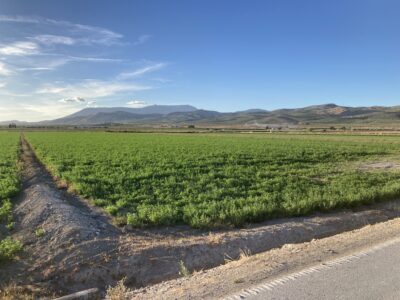 Finca agrícola de regadío en la vega de Granada