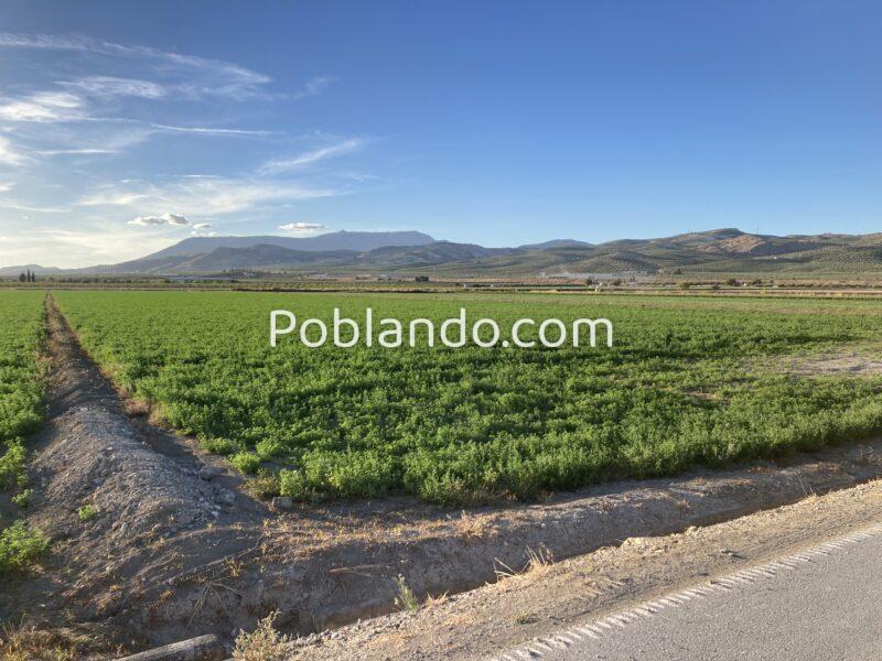 Finca agrícola de regadío en la vega de Granada