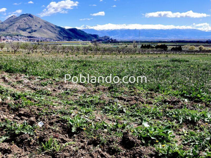 Venta de secano productivo con excelente acceso
