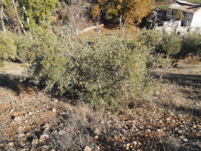 Venta 2 Fincas Deifontes y Cogollos Vega