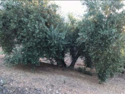 Venta 2 Fincas Deifontes y Cogollos Vega
