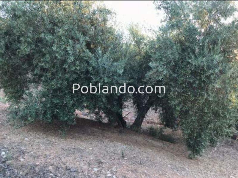 Venta 2 Fincas Deifontes y Cogollos Vega