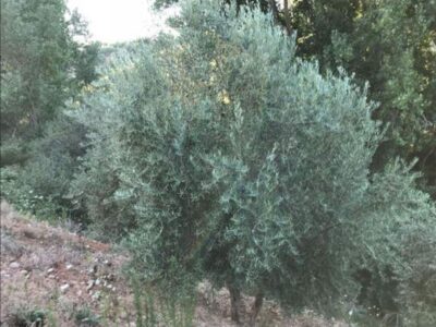 Venta 2 Fincas Deifontes y Cogollos Vega