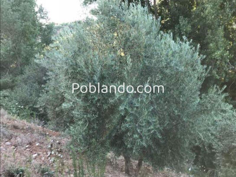 Venta 2 Fincas Deifontes y Cogollos Vega