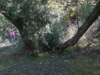 Venta 2 Fincas Deifontes y Cogollos Vega