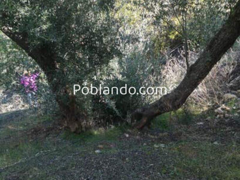Venta 2 Fincas Deifontes y Cogollos Vega