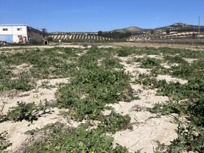 Venta de secano productivo con excelente acceso