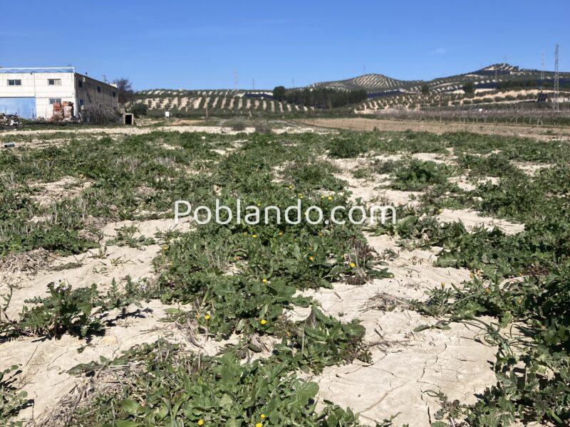 Venta de secano productivo con excelente acceso