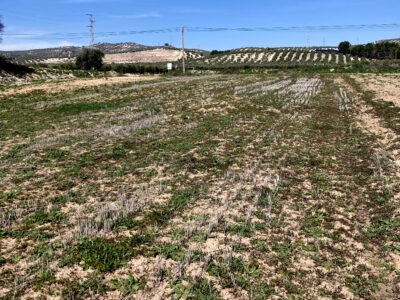 Venta de secano productivo con excelente acceso