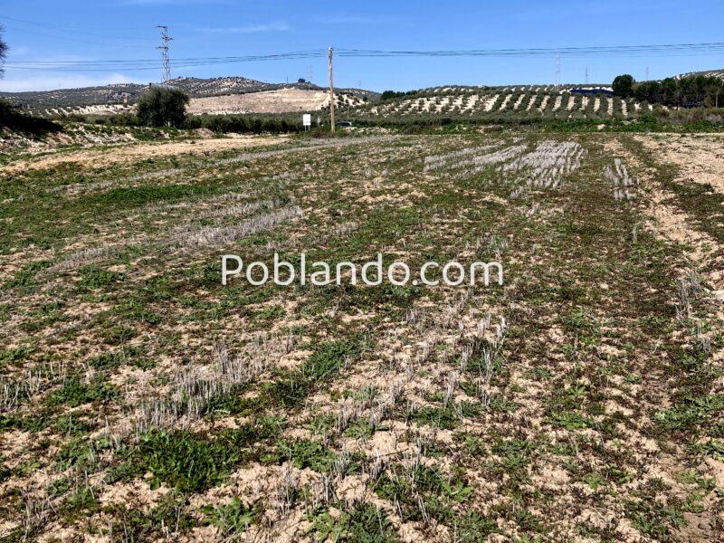 Venta de secano productivo con excelente acceso