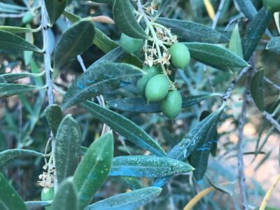 Venta 2 Fincas Deifontes y Cogollos Vega