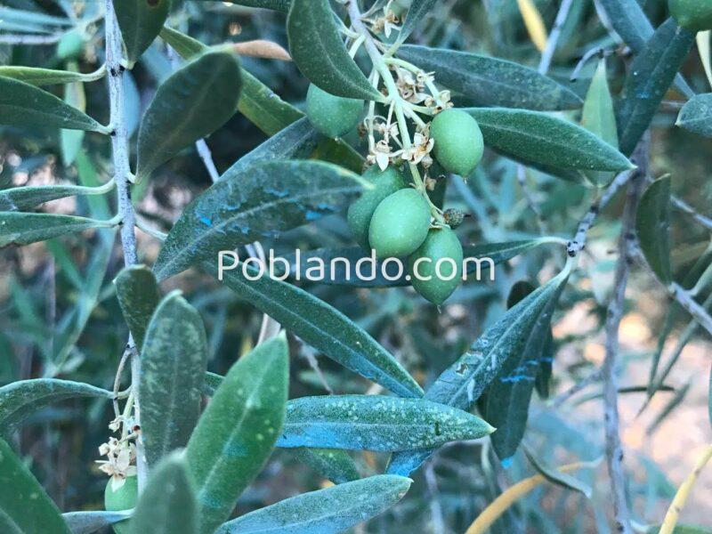 Venta 2 Fincas Deifontes y Cogollos Vega