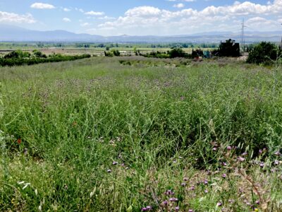 Venta de secano productivo con excelente acceso