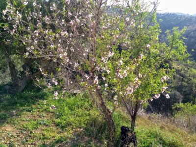 Casita rural en diseminado de Almogía, Málaga