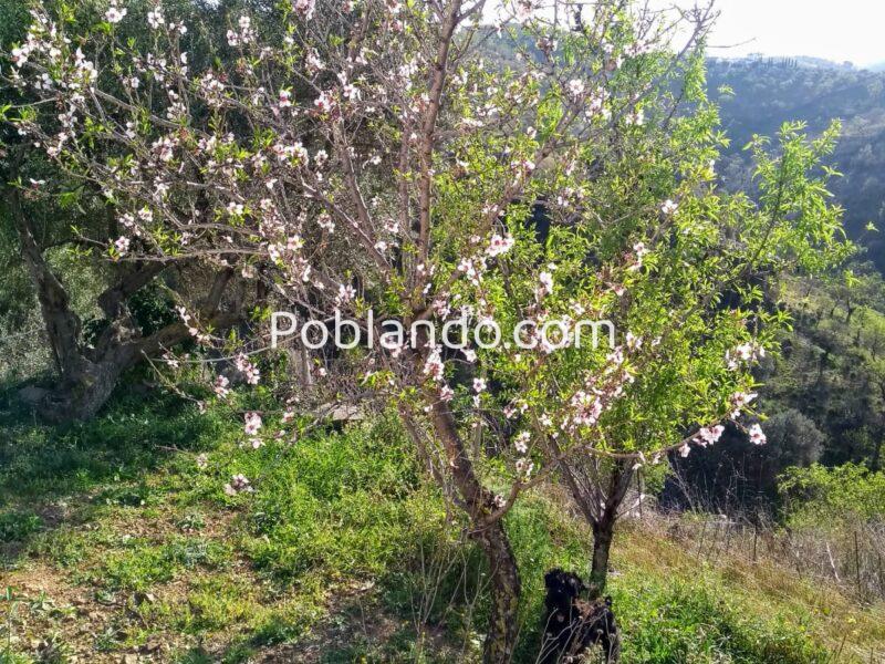 Casita rural en diseminado de Almogía, Málaga