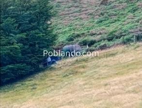 🏔️ ¡OCASIÓN ÚNICA EN ASTURIAS! Cabaña Rural con Finca de 8.500 m² en Mayáu Espines (Moreda)