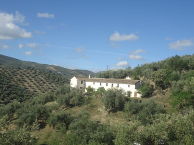 Vendo antiguo cortijo de 264 metros cuadrados construidos y 37296 metros cuadrados de parcela de olivar.