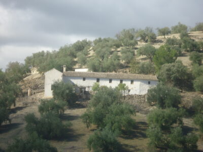 Vendo antiguo cortijo de 264 metros cuadrados construidos y 37296 metros cuadrados de parcela de olivar.