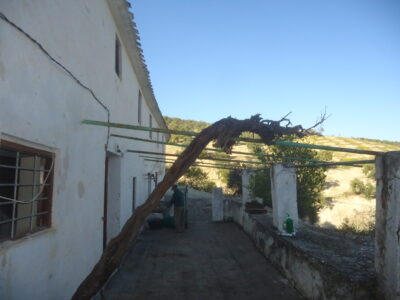 Vendo antiguo cortijo de 264 metros cuadrados construidos y 37296 metros cuadrados de parcela de olivar.