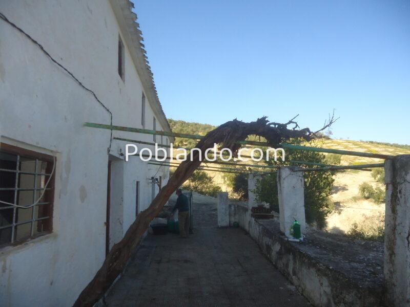 Vendo antiguo cortijo de 264 metros cuadrados construidos y 37296 metros cuadrados de parcela de olivar.