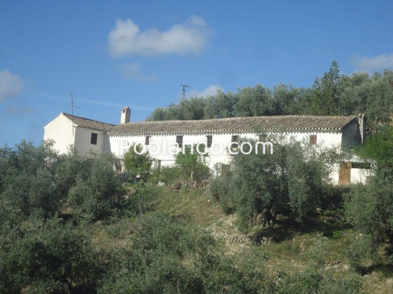 Vendo antiguo cortijo de 264 metros cuadrados construidos y 37296 metros cuadrados de parcela de olivar.