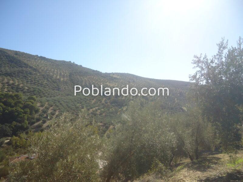 Vendo parcela de 13277 metros cuadrados de terreno de olivar.