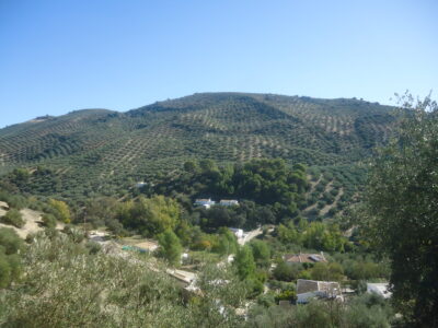 Vendo parcela de 13277 metros cuadrados de terreno de olivar.